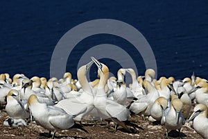 Northern Gannets