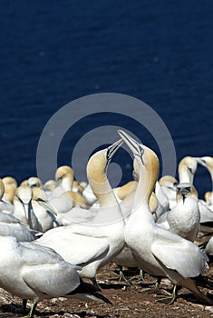 Northern Gannets