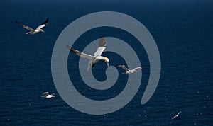 Northern Gannets