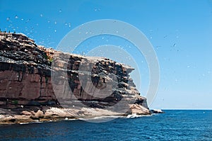 Northern gannets on bonaventure island, gaspesie