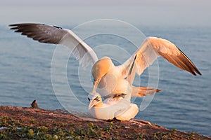Northern gannets in breeding colony at cliffs of German Helgolan