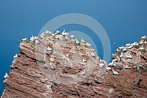 Northern gannets in breeding colony at cliffs of German Helgoland island