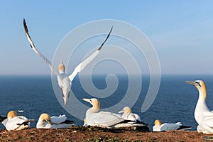 Northern gannets in breeding colony at cliffs of German Helgoland island