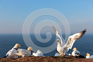 Northern gannets in breeding colony at cliffs of Helgoland island, Germany