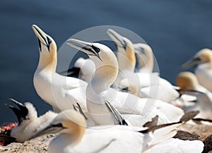 Northern Gannets Breeding On The Edge Of The Cliffs On Helgoland Island Germany