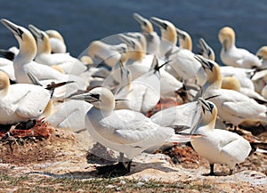 Northern Gannets Breeding On The Edge Of The Cliffs On Helgoland Island Germany