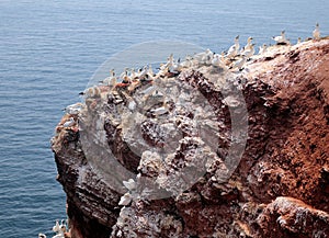 Northern Gannets Breeding On The Lummen Cliffs Of The North Sea Island Helgoland