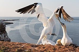 Northern Gannets brooding at cliffs of German island Helgoland