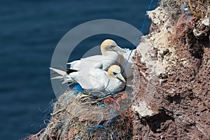 Northern Gannets brooding at red cliffs of Helgoland