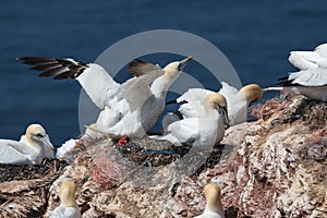 Northern Gannets brooding at red cliffs of Helgoland