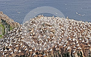 Sea Birds on a Nesting Island