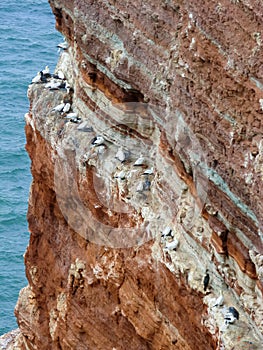 Northern gannets on cliff, Heligoland, Germany