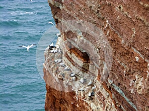 Northern gannets on cliff, Heligoland, Germany