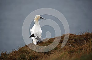 Northern gannets on the cliff tops playing in the wind