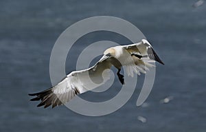 Northern gannets on the cliffs at Bempton