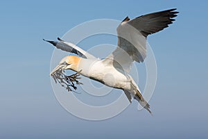 Northern gannets collecting kelp to build a nest at Helgoland