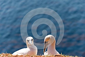 Northern gannets