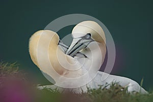 Northern Gannets courting