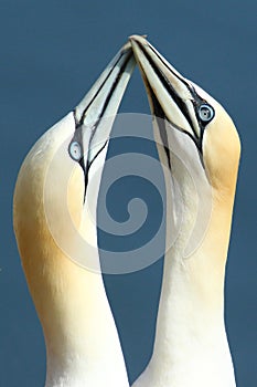 Northern Gannets courting on the cliffs at RSPB Bempton