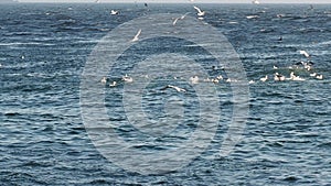 Northern Gannets feeding