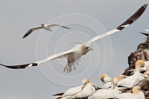 Northern gannets in flight