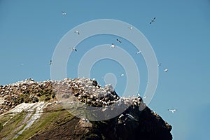 Northern gannets flying above Ile Rouzic in Brittany