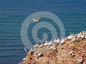 Northern Gannets at the guillemot rock of the island Helgoland