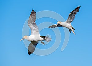 Northern Gannets - Morus bassanus attempting to land, Yorkshire