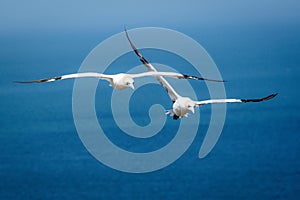 Northern gannets, Morus bassanus during flight.