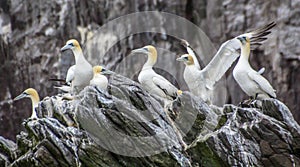 Northern gannets Morus bassanus seabirds at Bass Rock, world`s largest colony of northern Gannets. North Berwick Scotland UK