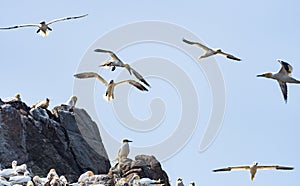 Northern Gannets Morus flying and nesting Sept Iles, Bretagne