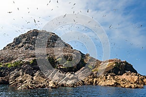 Northern Gannets Morus nesting Sept Iles, Bretagne