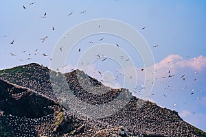 Northern Gannets Morus nesting Sept Iles, Bretagne