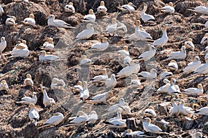 Northern Gannets Morus sitting on nests on Sept Iles, Bretagne