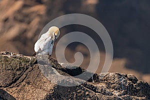 Northern Gannets Morus sitting on nests on Sept Iles, Bretagne