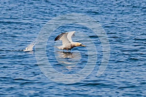 Northern Gannets Morus take offon Sept Iles, Bretagne