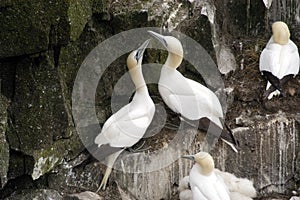 Northern Gannets, Nesting