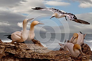 Northern Gannets in Scotland