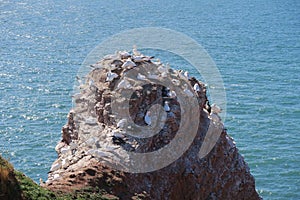 Northern gannets sit on a cliff of the rocky coast of Heligoland