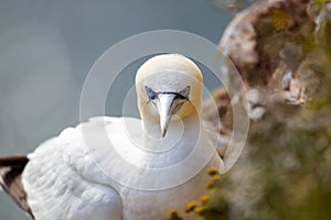 Northern Garnet sat on its nest at Bempton Cliffs North Yorkshire,UK