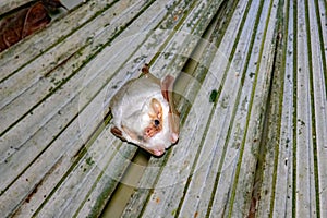 Northern ghost bat, Diclidurus albus, under a palm leaf