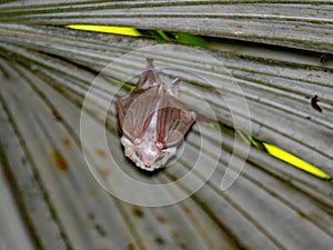 Northern ghost bat, Diclidurus albus, under a palm leaf