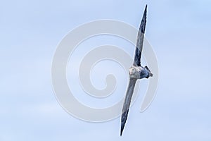 Northern Giant Petrel with Arrow-straight wings