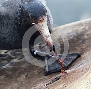 Northern Giant Petrel, Macronectes halli photo