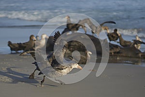 Northern Giant Petrel [Macronectes halli] in the Falkland Islands