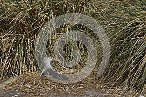 Northern Giant Petrel (Macronectes halli) photo