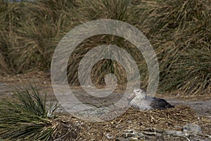 Northern Giant Petrel (Macronectes halli) photo