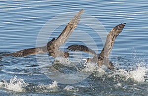 Northern giant petrels in Beagle channel, Patagonia, Argentina