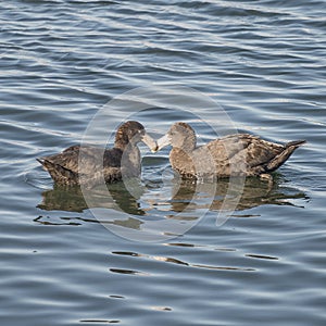 Northern giant petrels in Beagle channel, Patagonia, Argentina