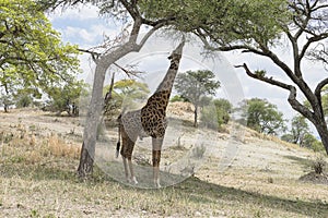 Northern giraffe photo